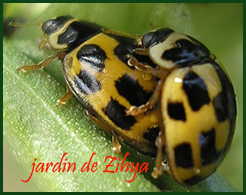 Coccinelle a quatorze points