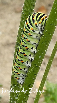 Chenille du papillon Machaon sur les feuilles des carottes.