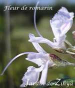 Fleur de Romarin