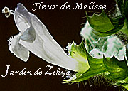 Fleur de Mélisse officinale