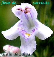 Fleur de Sarriette