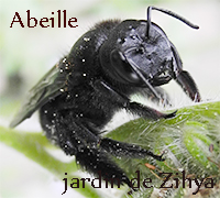 Une abeille sur la Phacélie.