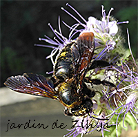 Une abeille butine les fleurs de phacélie.