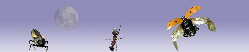 Une larve de la coccinelle asiatique, une fourmi et une coccinelle à sept points.