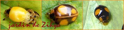 Naissance d'<em>Harmonia axyridis</.