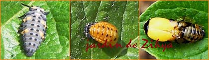 Une larve, une nymphe et une naissance de la coccinelle à sept points (métamorphose)