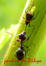 Une fourmi déplace une femelle puceron avec un bébé prêt à tomber.