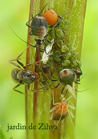 Sur la tanaisie une fourmi protège des femelles et des bébés pucerons.