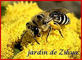 Une abeille butine les fleurs de tanaisie