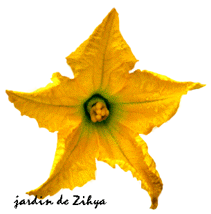 fleur de courge.