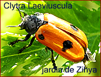 Clytra Laeviuscula.