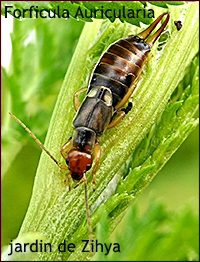 Forficula auricularia (Perce oreilles).