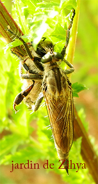 Une abeille tue une autre abeille.