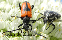 Deux insectes butinent les fleurs d'oignon.