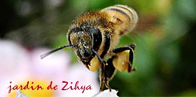 Une abeille en plein vol avec une boule de pollen à chaque patte.