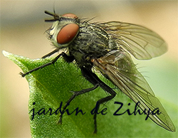 Une auxiliaire du potager.