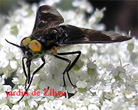 Un insecte, peut-être une mouche, butine les fleurs de carotte.