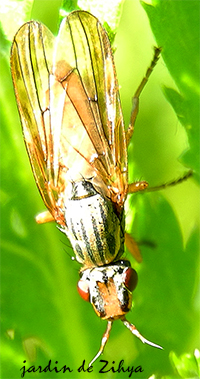 Une abeille sur la phacélie.