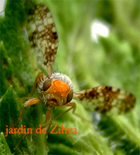 Insecte ailée, peut-être une mouche avec de très belles ailes.