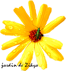 Fleur de Souci.