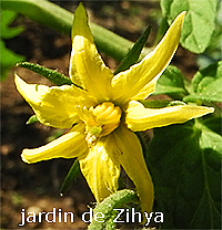 Une fleur de tomate.