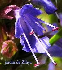 Fleur d'Hysope, une aromate du potager biologique.