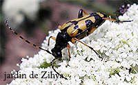 Un petit insecte butine les fleurs de carotte.