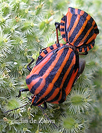 Accouplement de punaises rayées sur les boutons (à graines) des carottes.