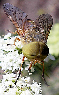 Un Taon butine les fleurs de carotte.