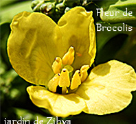 Fleur de brocolis.