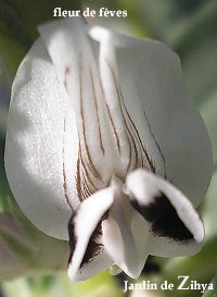Fleur de fève
