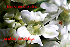 Fleurs de carotte.