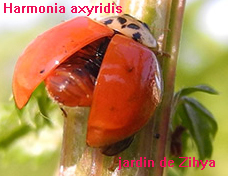 Une coccinelle asiatique Harmonia axyridis