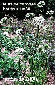 Fleurs de carotte.